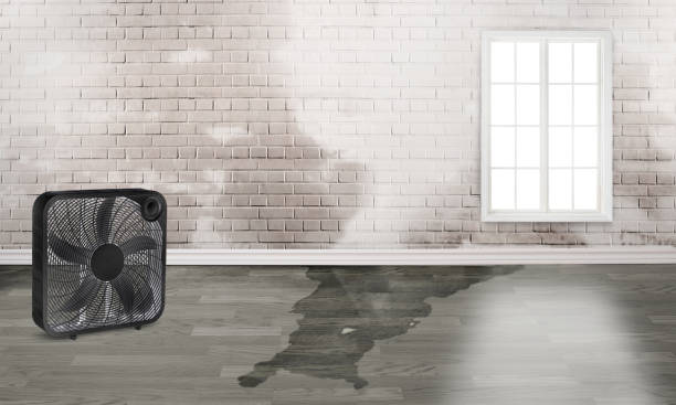Best Water damage cleanup near me  in Sylva, NC